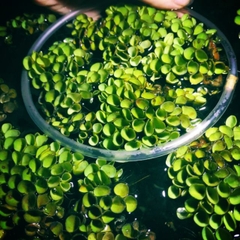 1 Cây Bèo Tổ Ong - Phụ Kiện Trang Trí Hồ Cá Dễ Trồng Dễ Sống