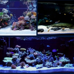 1kg Cát Thạch Anh Trắng Chuyên Dùng để Trải Nền, Trang Trí Hồ Cá và Lọc Cặn