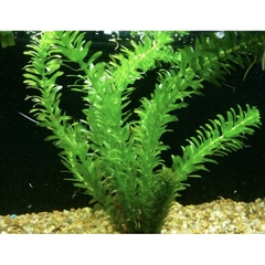 10 nhánh Rong Đuôi Chó Thủy Sinh - Trang Trí, Dễ Trồng, Dễ Sống Cho Hồ Cá Cảnh