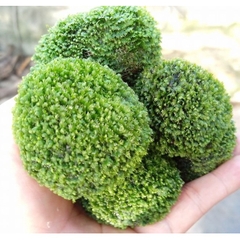 Đá Rêu Minifss Lá Nước - tiểu cảnh trang trí hồ cá - Fiss ball
