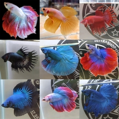 Betta Halfmoon