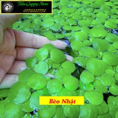 1 Cây Bèo Nhật - Phụ Kiện Trang Trí Hồ Cá Dễ Trồng Dễ Sống