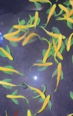 Sọc ngựa cánh tiên