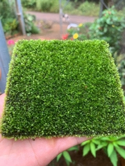 Rêu Minifiss bám vải - Sản phẩm tươi, dễ chơi dễ sử dụng (KT 10x10cm)