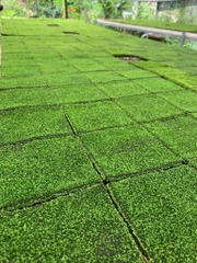 Rêu Minifiss bám vải - Sản phẩm tươi, dễ chơi dễ sử dụng (KT 10x10cm)