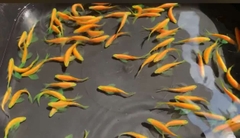 Sọc ngựa cánh tiên