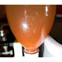 Trứng Artemia Mỹ 5 sao 100% FROM GREAT SALT LAKE U.S.A