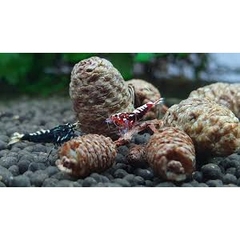 Trái Thông Khô ALDER CONES (Erlenzaphen) - Quả Thông Giảm Stress Cho Tép (bịch 10 trái - 2cm/trái)