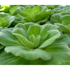 1 Cây Bèo Cái (Bèo Hoa Dâu) - Cây Thủy Sinh Trang Trí Hồ Cá Dễ Trồng Dễ Sống Ko Cần CO2