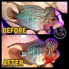 Tôm Trộn Viên cho cá La Hán MIDAS gói 150gram - Red Zoombies