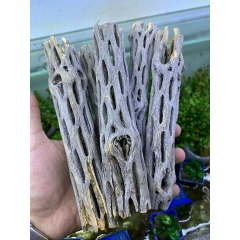 Lũa xương rồng Cholla Cactus size 15 cm chuyên dùng cho tép cảnh