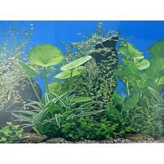 Tranh Nền Trang Trí Hồ Cá - có 2 mặt tùy thích thay đổi (giao mẫu ngẫu nhiên)