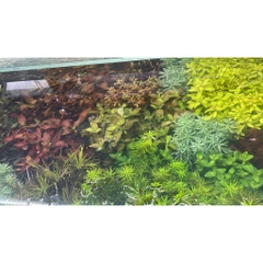 Cây Thủy Sinh Cắt Cắm - Trang Trí Hồ Cá Thêm Sinh Động