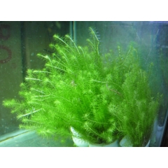 10 nhánh Rong Đuôi Chó Thủy Sinh - Trang Trí, Dễ Trồng, Dễ Sống Cho Hồ Cá Cảnh
