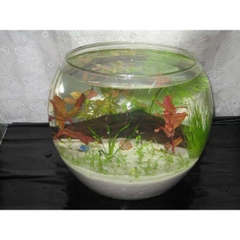 Hồ Cá Tròn Thủy Tình - Thích Hợp Để Bàn Làm Việc và Nơi Diện Tích nhỏ