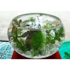 Hồ Cá Tròn Thủy Tình - Thích Hợp Để Bàn Làm Việc và Nơi Diện Tích nhỏ