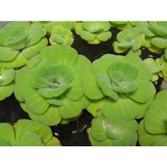 1 Cây Bèo Cái (Bèo Hoa Dâu) - Cây Thủy Sinh Trang Trí Hồ Cá Dễ Trồng Dễ Sống Ko Cần CO2