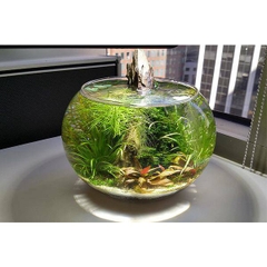 Hồ Cá Tròn Thủy Tình - Thích Hợp Để Bàn Làm Việc và Nơi Diện Tích nhỏ