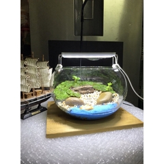 Hồ Cá Tròn Thủy Tình - Thích Hợp Để Bàn Làm Việc và Nơi Diện Tích nhỏ