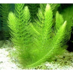 10 Nhánh Rong Đuôi Chồn - Đơn Giản, Dễ Trồng, Dễ Sống Cho Hồ Cá Cảnh