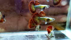 Cá Guppy - Rồng Đỏ (Cặp trống mái)
