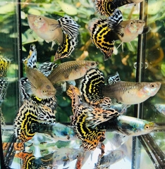 Cá Guppy - Tiger (Cặp trống mái)