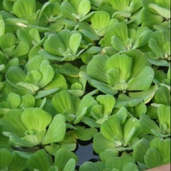 1 Cây Bèo Cái (Bèo Hoa Dâu) - Cây Thủy Sinh Trang Trí Hồ Cá Dễ Trồng Dễ Sống Ko Cần CO2