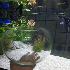 Hồ Cá Tròn Thủy Tình - Thích Hợp Để Bàn Làm Việc và Nơi Diện Tích nhỏ