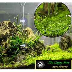 Bộ Ống Chén Thủy Tinh Cho Tép Ăn - Có 3 Kích Thước 25cm - 30cm - 35cm