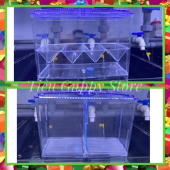 Lồng đẻ Guppy kết hợp Keo show Betta 2 ngăn (Kích thước 18x9x12cm)