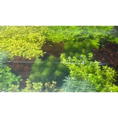 Cây Thủy Sinh Cắt Cắm - Trang Trí Hồ Cá Thêm Sinh Động