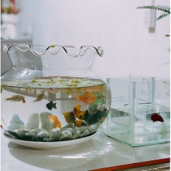 Hồ Cá Thủy Tinh, Bể Cá Thủy Tinh Miệng Bèo - Trang Nhã, Tinh Tế, Thích Hợp Trang Trí Ko Gian Nhỏ