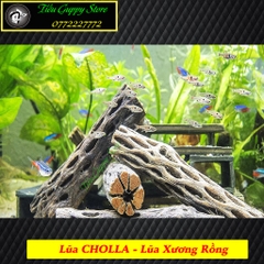 Lũa xương rồng Cholla Cactus size 15 cm chuyên dùng cho tép cảnh