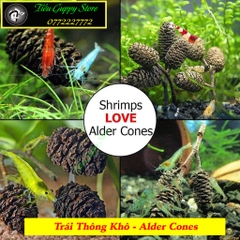 Trái Thông Khô ALDER CONES (Erlenzaphen) - Quả Thông Giảm Stress Cho Tép (bịch 10 trái - 2cm/trái)