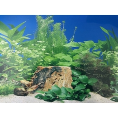 Tranh Nền Trang Trí Hồ Cá - có 2 mặt tùy thích thay đổi (giao mẫu ngẫu nhiên)