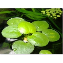 1 Cây Bèo Nhật - Phụ Kiện Trang Trí Hồ Cá Dễ Trồng Dễ Sống