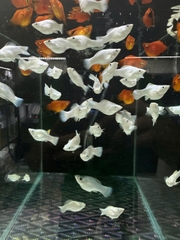 Mún Molly Short Platinum