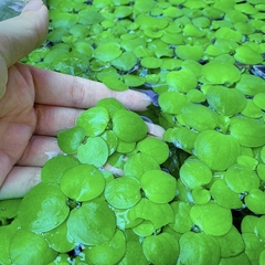 1 Cây Bèo Nhật - Phụ Kiện Trang Trí Hồ Cá Dễ Trồng Dễ Sống