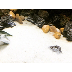 Cát Trắng Thiên Nhiên, Chuyên Trải Nền, Trang Trí Bể Cá Cảnh