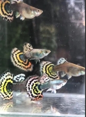 Cá Guppy - Tiger (Cặp trống mái)