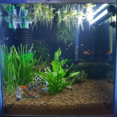 Cây Lan Nước (Bách Thủy Tiên) - Cây Thủy Sinh Dễ Trồng, Dễ Sống (1 Cây 3-5 Nhánh Có Rễ)