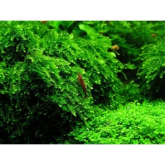 Rêu Thủy Sinh Gắn Lũa, Đá | MINI TAIWAN - US FISS - WEPPING - FLAME - SPINKY - ROSE MOSS