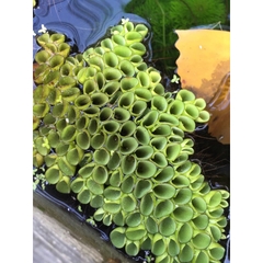 1 Cây Bèo Tổ Ong - Phụ Kiện Trang Trí Hồ Cá Dễ Trồng Dễ Sống