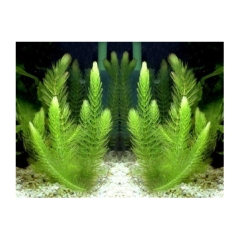 10 Nhánh Rong Đuôi Chồn - Đơn Giản, Dễ Trồng, Dễ Sống Cho Hồ Cá Cảnh