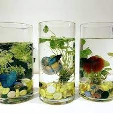 Bể Cá Thủy Tinh Hình Trụ Tròn - Thích Hợp Nuôi Cá, làm Thủy Sinh, Bán Cạn....