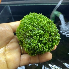 Đá Rêu Minifss Lá Nước - tiểu cảnh trang trí hồ cá - Fiss ball