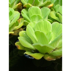 1 Cây Bèo Cái (Bèo Hoa Dâu) - Cây Thủy Sinh Trang Trí Hồ Cá Dễ Trồng Dễ Sống Ko Cần CO2