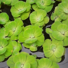 1 Cây Bèo Cái (Bèo Hoa Dâu) - Cây Thủy Sinh Trang Trí Hồ Cá Dễ Trồng Dễ Sống Ko Cần CO2