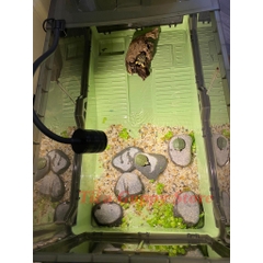 Hồ Nuôi RÙA Thông Minh - Tự Động JENECA GH-07,GH-09, GH-11