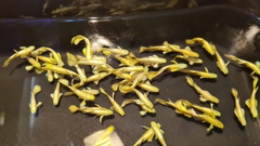 Cá Guppy - Full Gold (Cặp trống mái)